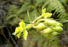 Epidendrum chioneum image