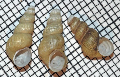 Parabaikalia elata
