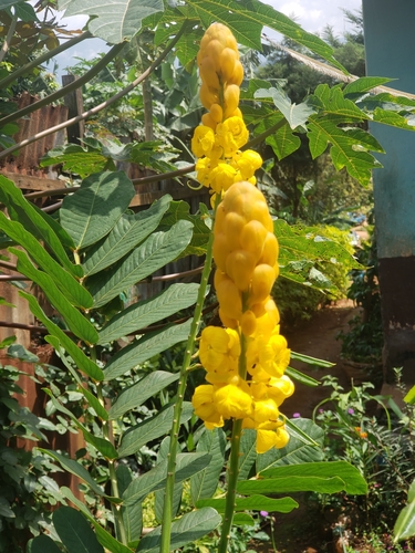 Candelabra Bush