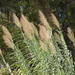 Giant Reed - Photo (c) sylb, all rights reserved, uploaded by sylb