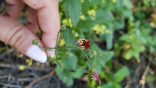 iNaturalist observation photo of California beeplant