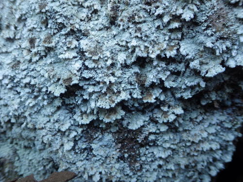 Miltinuotė nuotrauka