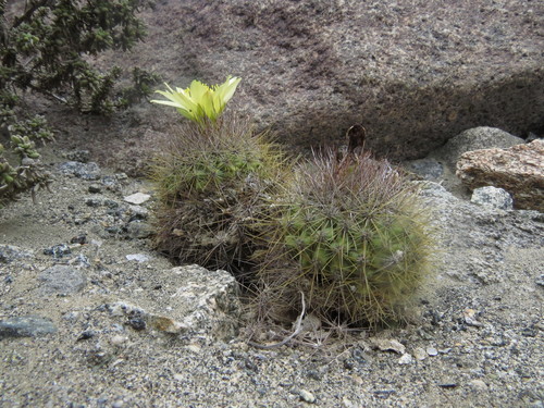 Copiapoa humilis ssp. variispinata