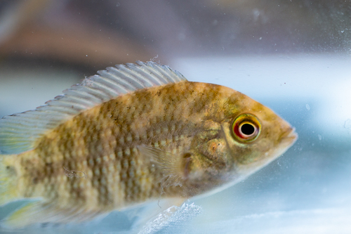 Chameleon Cichlid