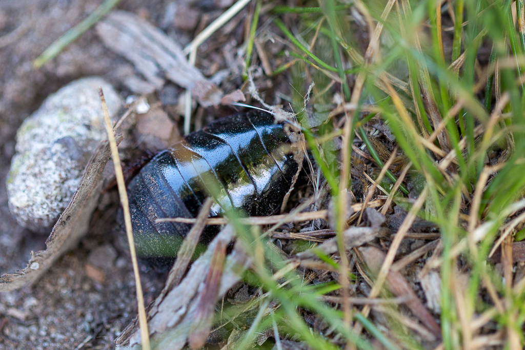Giant Cockroaches from Lago de Regatas, Buenos Aires, Argentina on ...