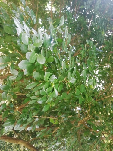 Murraya paniculata image