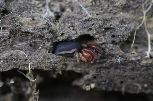 Otiothops pentucus