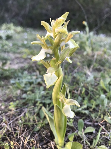 Fan-lipped Orchid