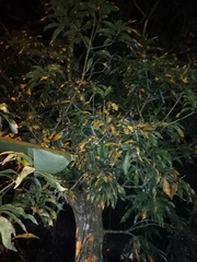 Mangifera indica image
