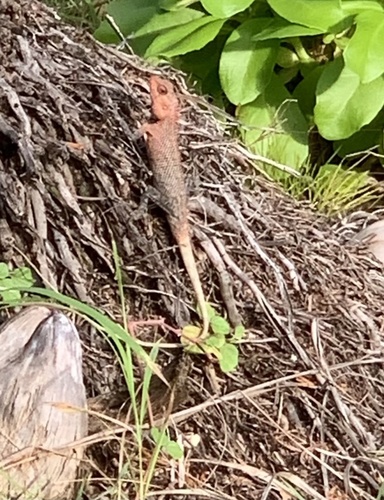 Indian Garden Lizard — seen at this dive site