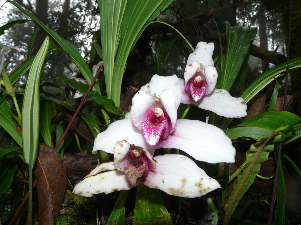 Monja Blanca (Lycaste virginalis) · iNaturalist Ecuador