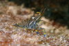 Rockpool Prawn - Photo (c) Leonardo Merçon, all rights reserved, uploaded by Leonardo Merçon