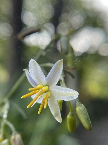 cerulean flax-lily