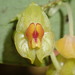 Lepanthes gargantua - Photo (c) Rudy Gelis, all rights reserved, uploaded by Rudy Gelis