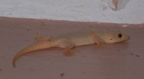 Northern House Gecko