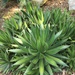 Thorn-crested Agave - Photo (c) pixifer, all rights reserved, uploaded by pixifer