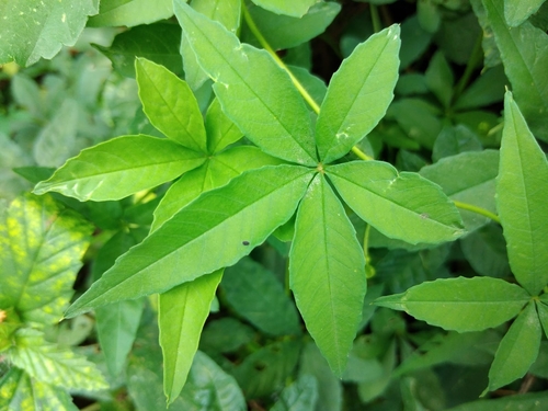 Rock Rosemary