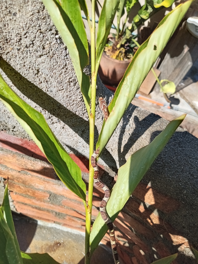 Lyre Snakes from 63729 San Francisco, Nayarit, Nayarit, Mexico on