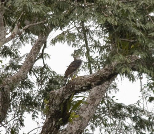Ornate Hawk-Eagle