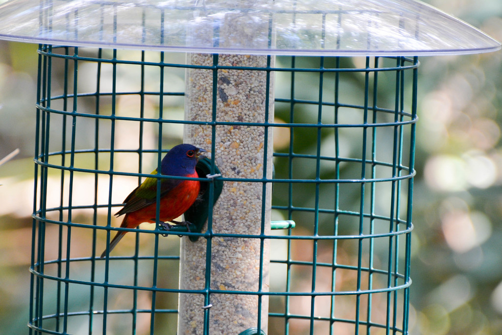 Painted Bunting In February 2016 By Andy Davidson INaturalist   Large 