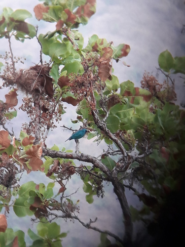 Swallow Tanager