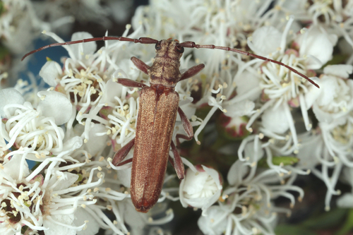 Nenenia aurulenta