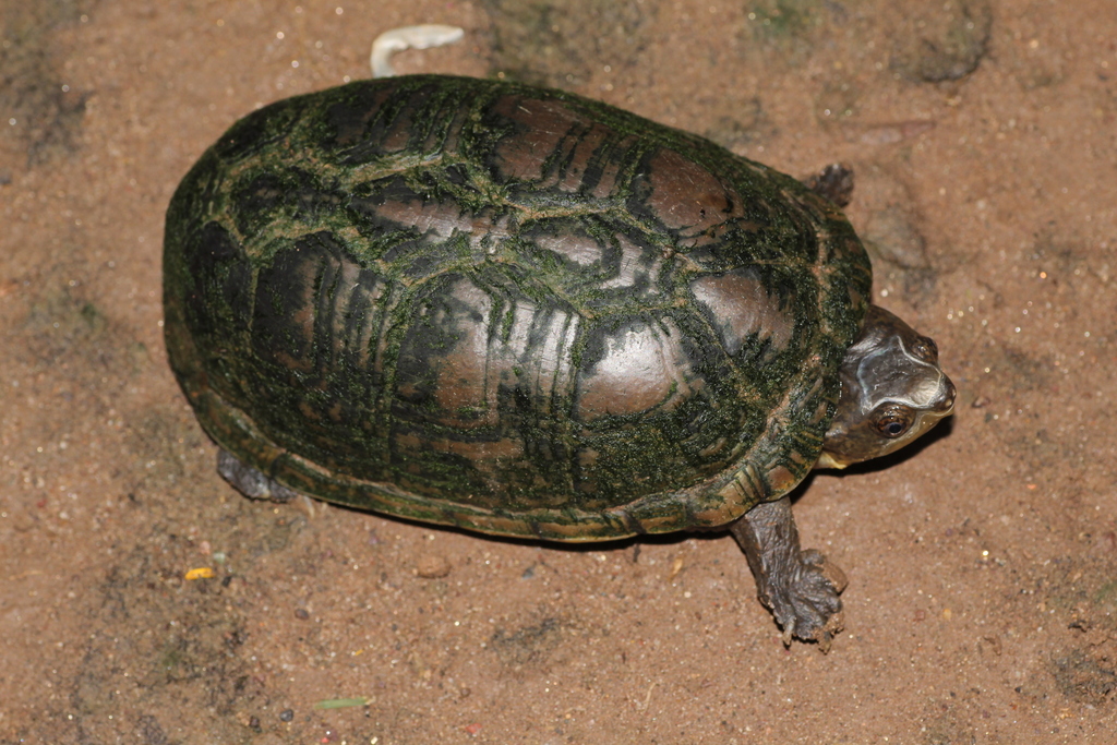 Alamos Mud Turtle from Ahome, Sin., México on September 08, 2021 at 09: ...