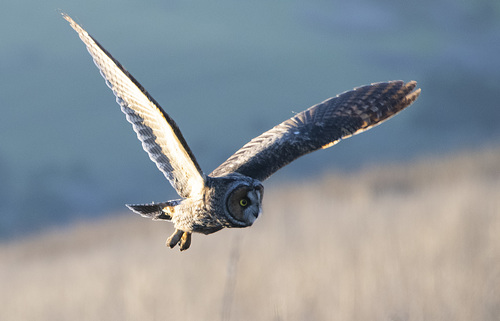 Long-eared Owl