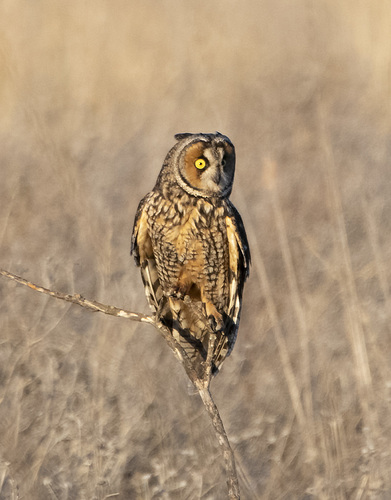 Long-eared Owl
