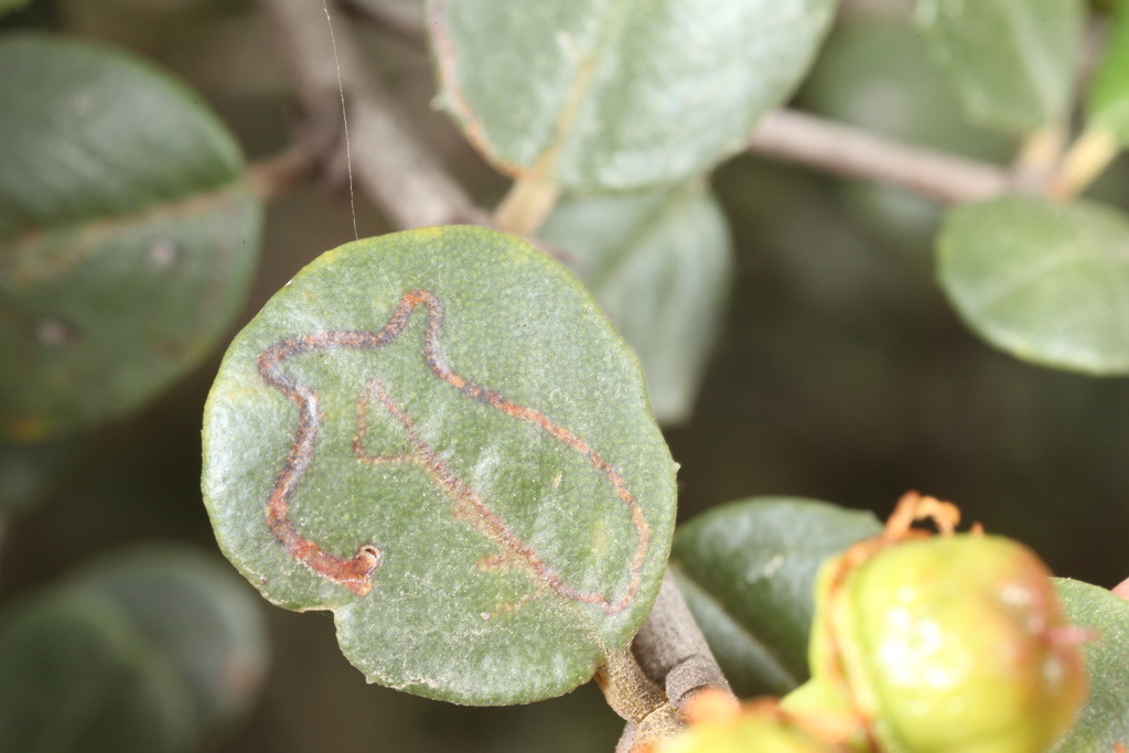 Ceanothus leaf miner