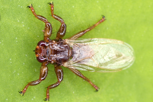 Lipoptena nuotrauka