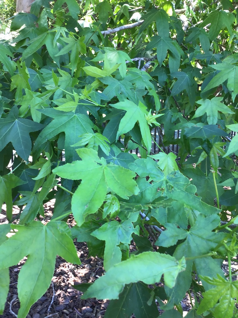 American sweetgum from Hira Road, Hira, Nelson, NZ on December 1, 2021 ...