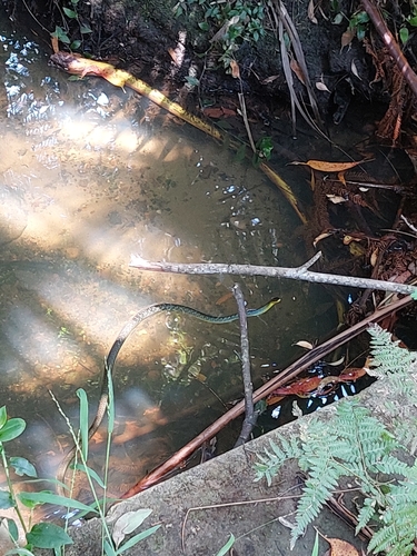 Common Tree Snake sighting