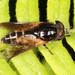 Hybomitra - Photo (c) Michael H. King, todos los derechos reservados