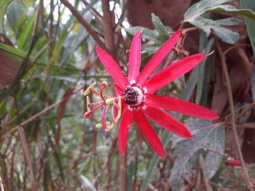 Passiflora speciosa Gardner