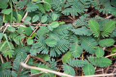 Image of Mimosa pudica