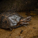 Vietnamese Leaf Turtle - Photo (c) Artur Tomaszek, all rights reserved, uploaded by Artur Tomaszek
