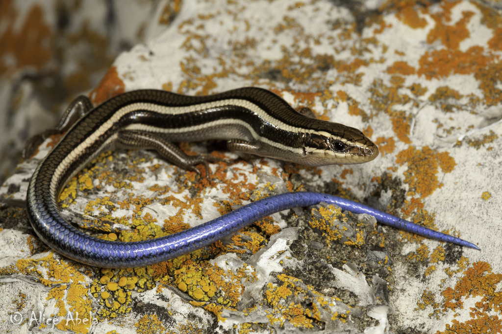 Western Skink