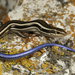 Western Skink - Photo (c) Alice Abela, all rights reserved