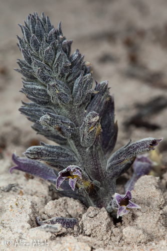 Desert Gold Parsnip*