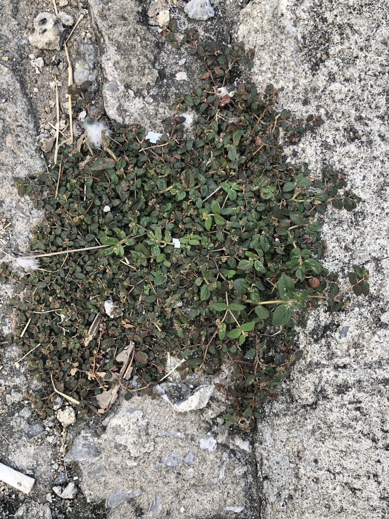 Florida Hammock Sandmat from Soi Sutthisan Winitchai 3, Bangkok