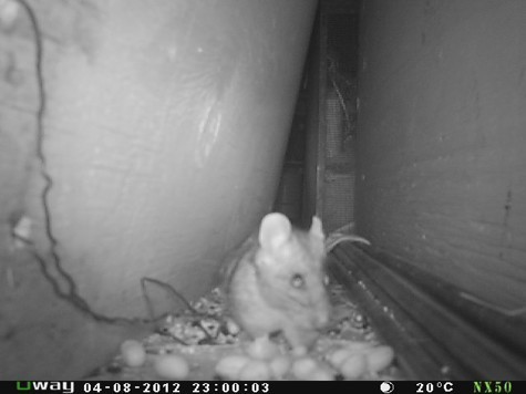 iNaturalist observation photo of Bushy-tailed Woodrat