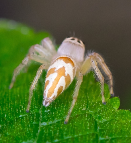 Vicirionessa mustela