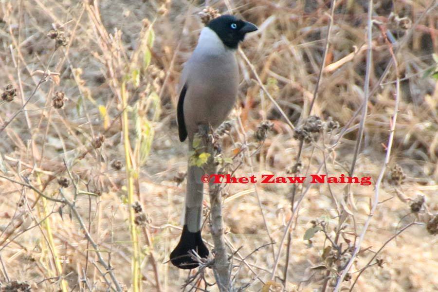Hooded Treepie (Birds of Myanmar (Burma)) · iNaturalist
