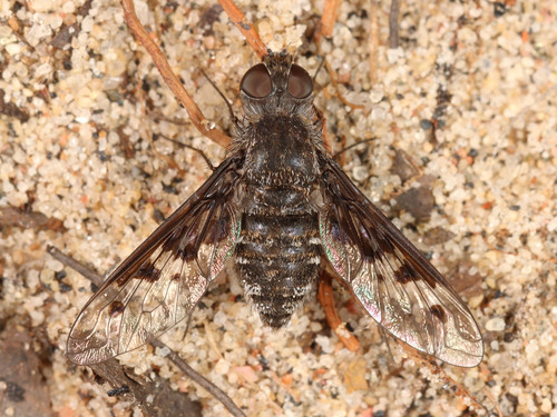 Anthrax albofasciatus Macquart, 1834