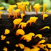 Fan-shaped Jelly Fungus - Photo (c) Mauricio Hernández Sánchez, all rights reserved, uploaded by Mauricio Hernández Sánchez