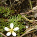 Ranunculus longirostris - Photo (c) Lori Skulski, όλα τα δικαιώματα διατηρούνται, uploaded by Lori Skulski