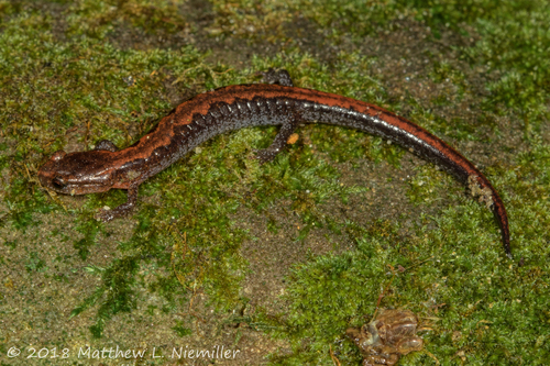 Southern Zigzag Salamander