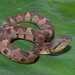 Central American Jumping Pit Viper - Photo (c) Luis Herrera Hn, all rights reserved, uploaded by Luis Herrera Hn