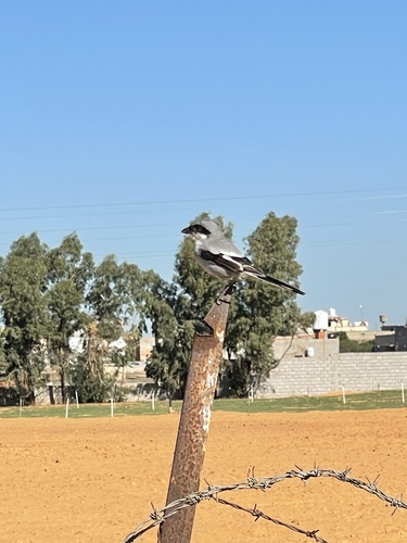 Great Gray Shrike